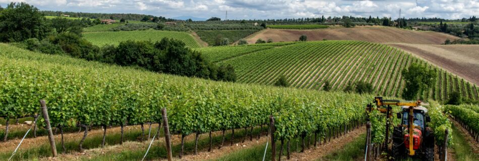 Maya-Huby-Vineyard-Wine-English-Britist