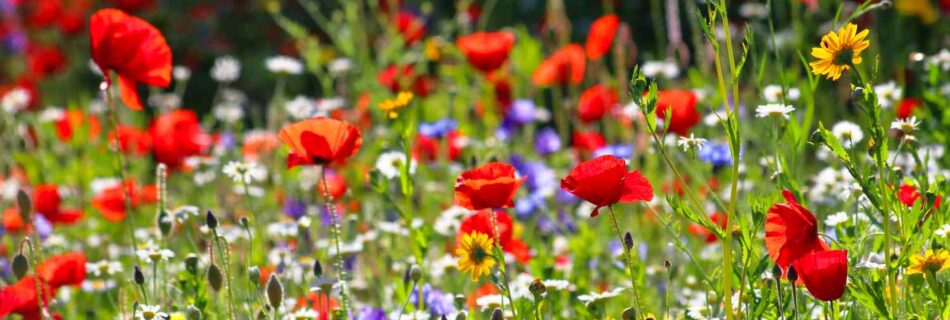 Adam-Ellis-Peter-Westbury-Climate-Carbon