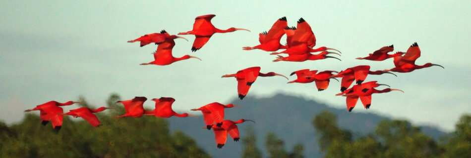 Khaleem-Ali-Caribbean-YPS